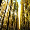Riding Through The Alamos Trees-1
