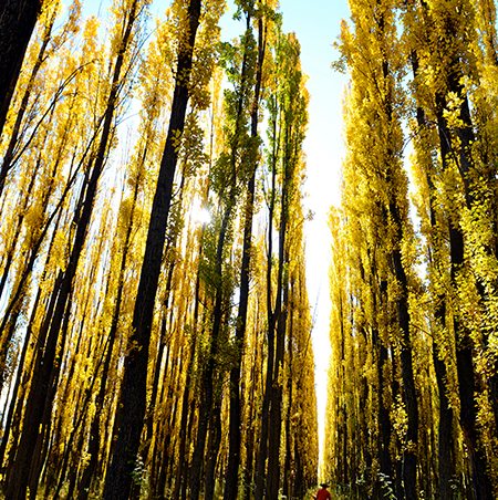 Riding Through The Alamos Trees-1