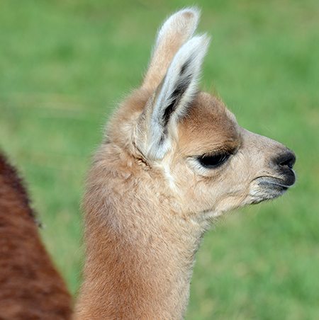 Llama Youngster