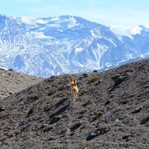 High Elevation Llamas