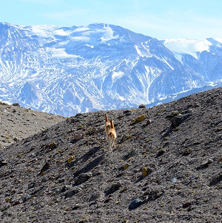 High Elevation Llamas