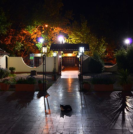 Guarding The Restaurant