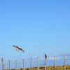 Free Spirit In The Air