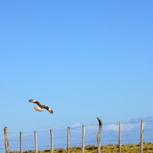 Free Spirit In The Air