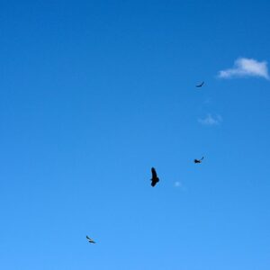 Circling For Lunch