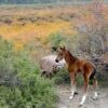Baby Horse