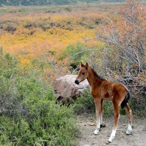 Baby Horse