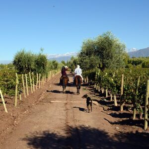 A Ride Through The Vineyards