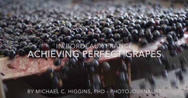 Achieving Perfect Grapes