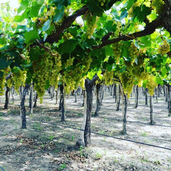 The quintessential grape of Salta Argentina…