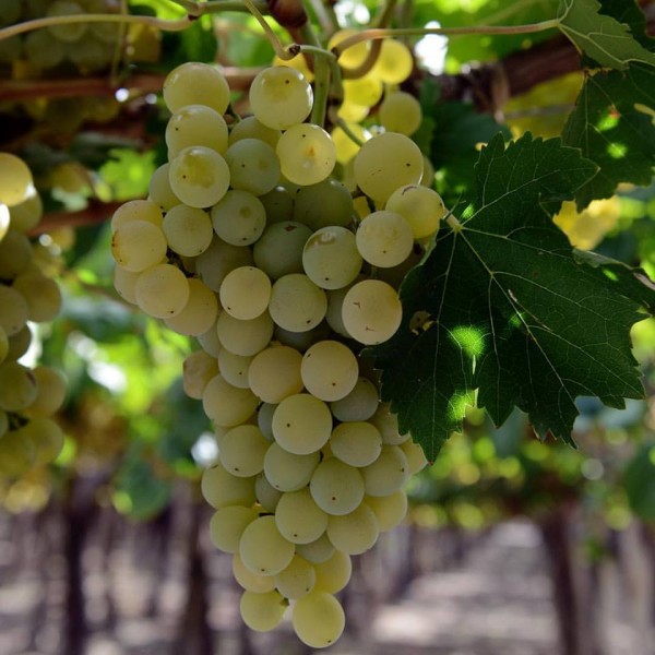 TORRONTES is the white grape…