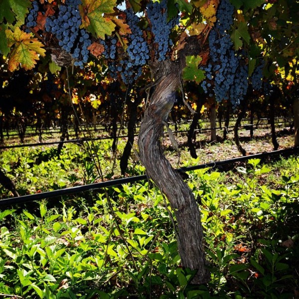 The beauty of delicious rich