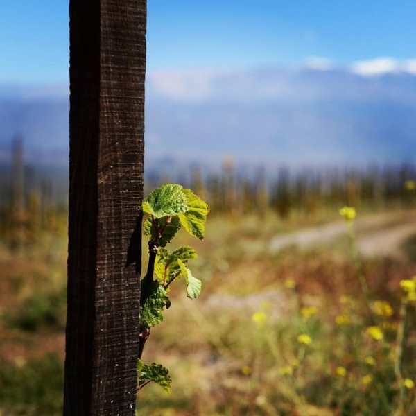 The highest grapevine in the world