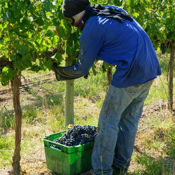 Harvesting grapes
