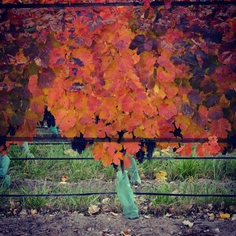 So much rich autumn colors