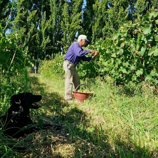 THE VINEYARD MANAGER…