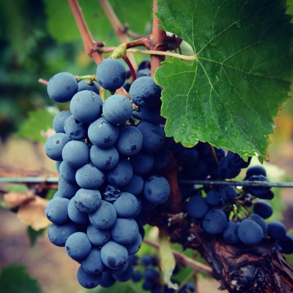 MALBEC looking so delicious ready for harvest.