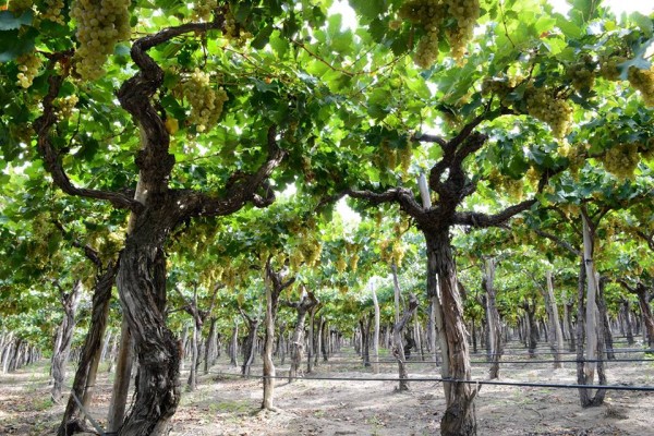 Book Signing & Wine Tasting