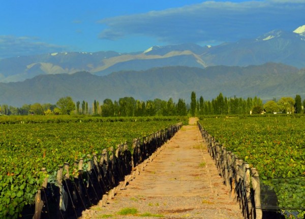 Captured in Mendoza Luján de Cuyo