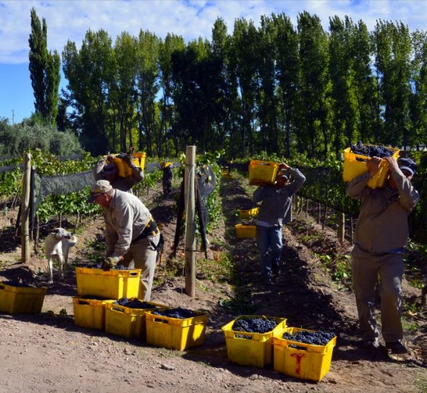 Algodon Wine Estates has an ideal environment to grow