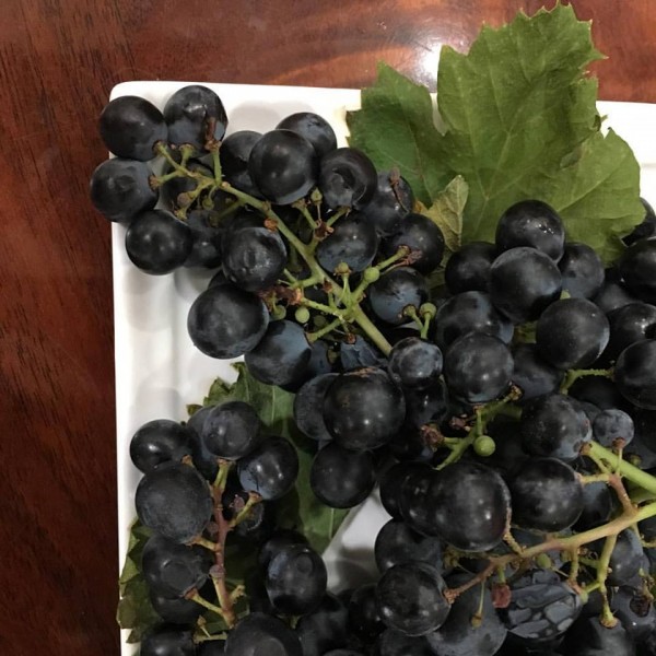 Alexander Valley Vineyards & Winery