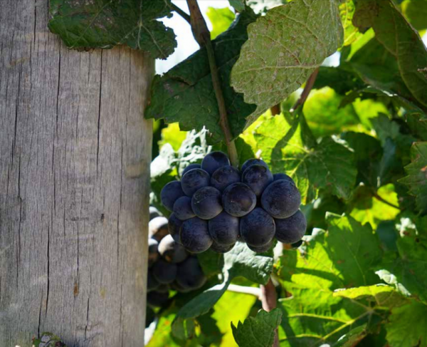 Nets most prized vineyards