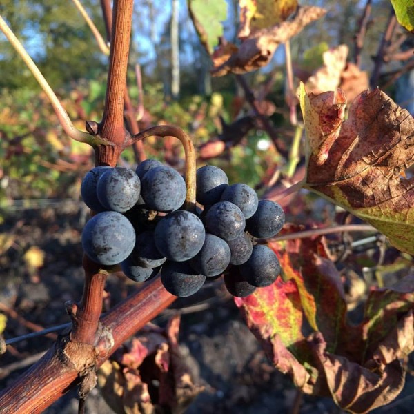 Harvest time is tasting time.