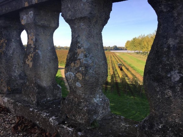 Working the soil in the Vineyards