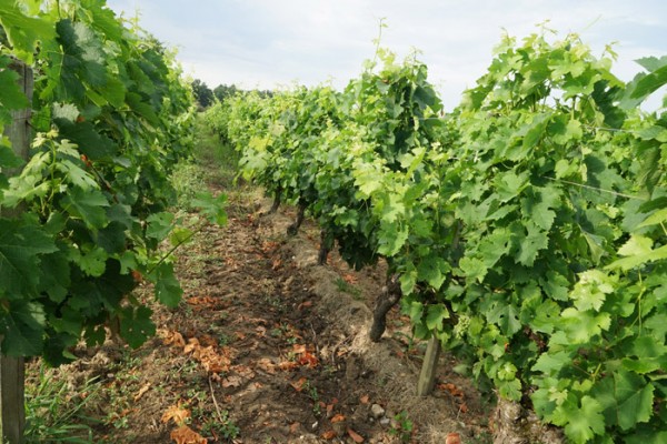 Excellent Wines – Education Self-Guided Tour