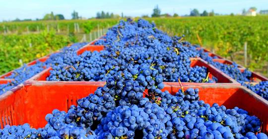 Is the wine in your glass friendly to the environment?