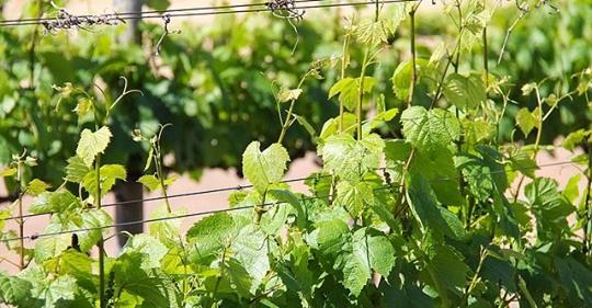 Smallest wine grape harvest in a decade