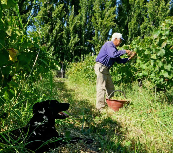Harvesting Sparkling Grapes