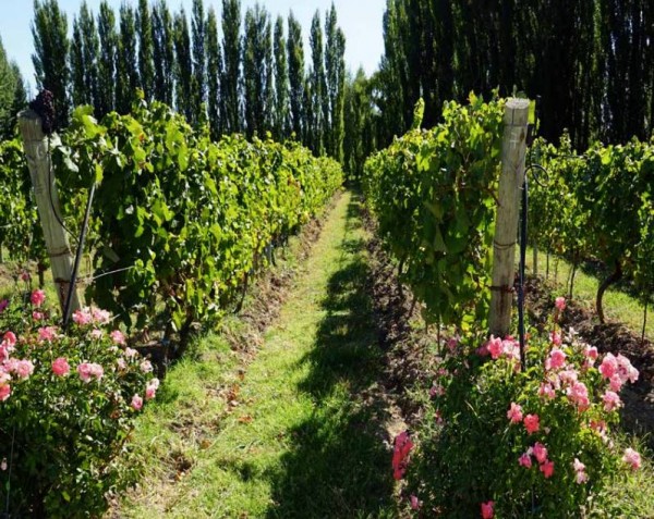 the Chacra -TREINTA Y DOS