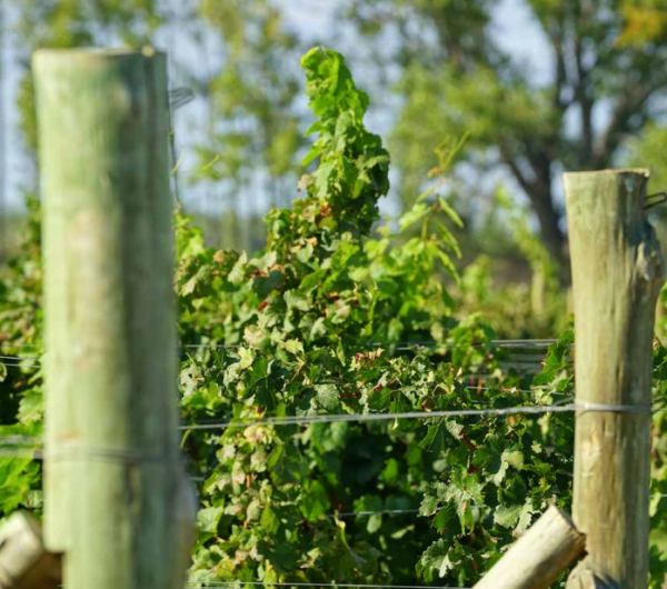 Bodega Aniello has taken a new approach to farming their grapes