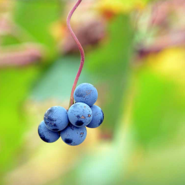 Did I meet a Malbec I did not like?