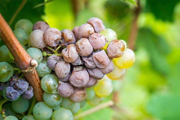 Botrytis cinerea is a fungus