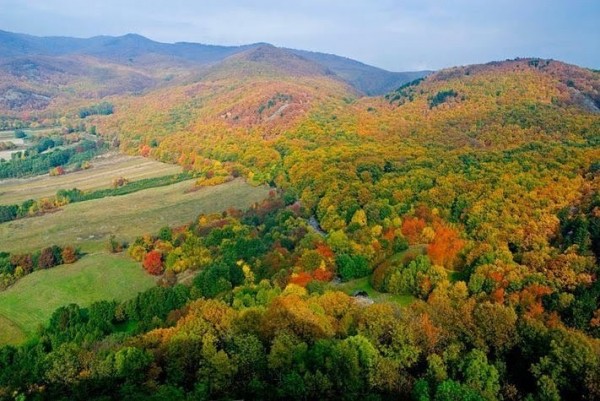 European oak includes two species…