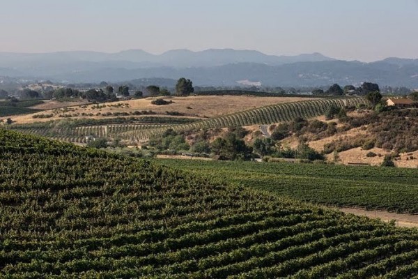 Plenty of great wine comes out of California wine country