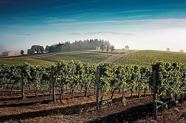 2017 proved to be a banner year for Oregon’s growing wine industry