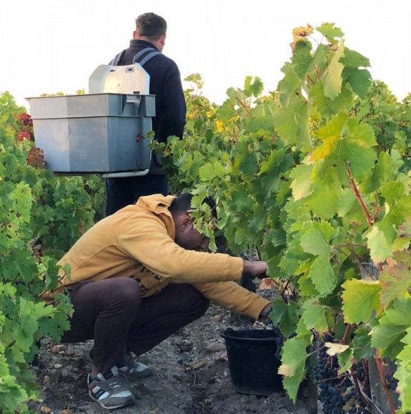 TEAMWORK IN THE VINEYARD