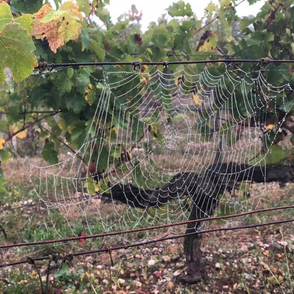 Construction activity overnight in the vineyard