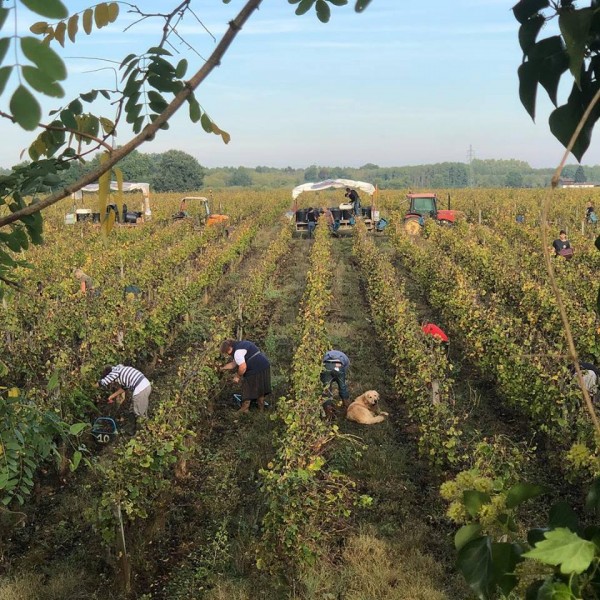 The Noble Rot is here in Sauternes and Barsac