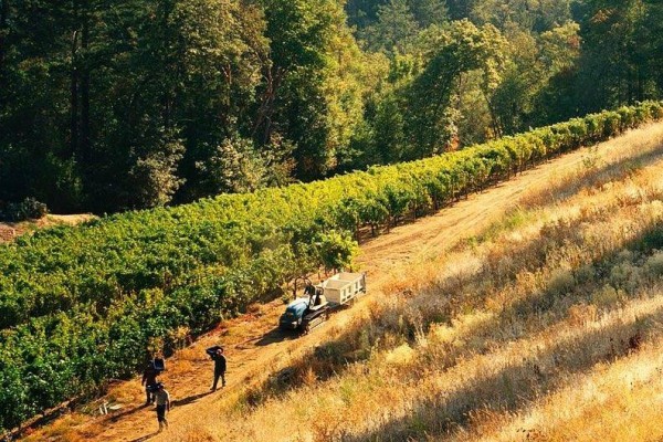 AUTUMN USHERS NAPA VALLEY