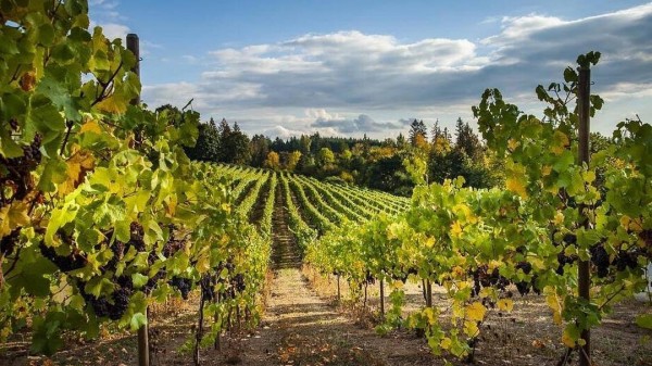 Pinot Noir is the best choice to pour with that Thanksgiving feast