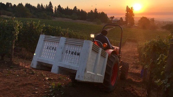 Both Washington and Oregon vintners weathered a hot, dry summer in 2018