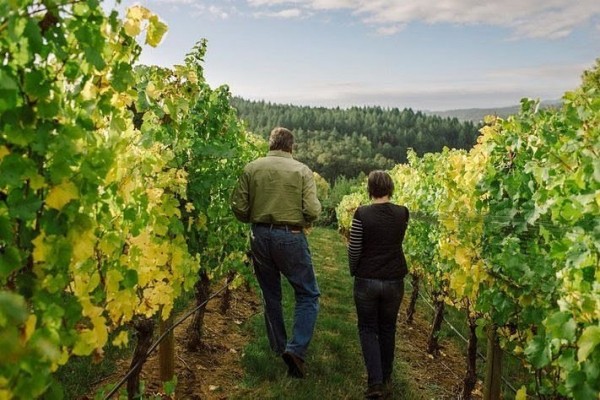 Lavinea produces four Pinot Noirs from four different sites