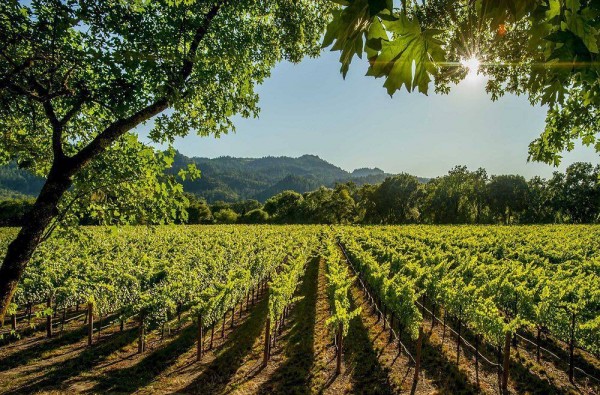 The top 10 wine destinations of 2019