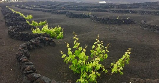 Why The Vines And Wines Of The Canary Islands Will Twist Your Head With Surprise