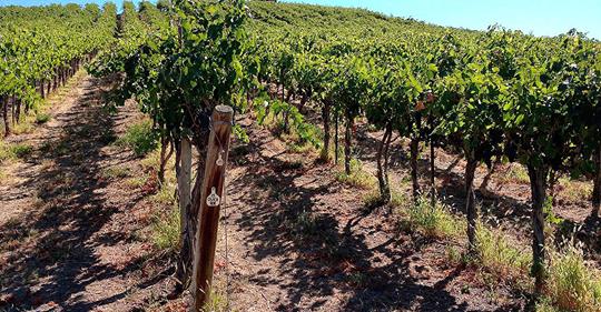 Washington turned 20,000 tons of syrah into wine last year