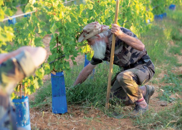 The Vineyard Where Retired French Soldiers Make Wine